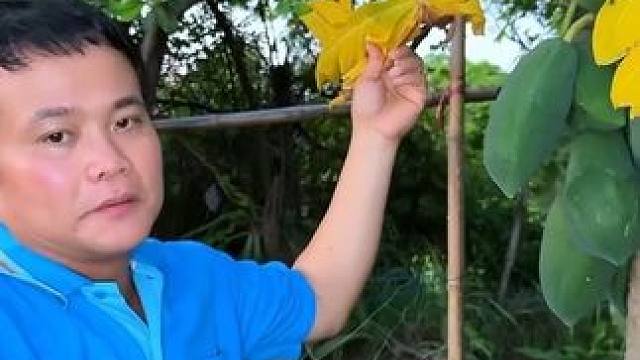 我最喜欢的木瓜树 #我的乡村生活 #泰国大叔#泰国美食#内容启发搜索 #种草激励计划