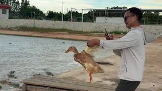 广西三哥与涡轮增鸭的故事 #第二集……墨镜一戴谁都不爱#鳄鱼