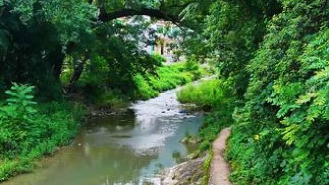 乡村小河边上的古独树成桥#大山深处的自然风景 #治愈系风景 #原创视频 #一帧中国·大美广元