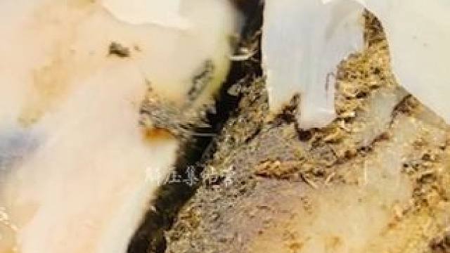 一个不起眼的小黑点竟让牛蹄损丧失大半#解压#修牛蹄