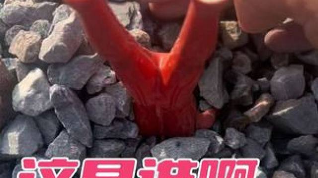 快看我发现了好多玩具#儿童玩具#好玩的玩具#奥特曼玩具