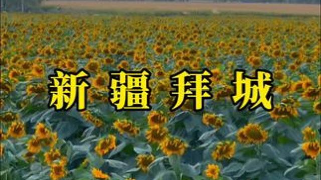 被人艾特看向日葵是件幸福又浪漫的事情，因为向日葵有个很好的花语，入目无他人，四下皆是你。#向日葵花海