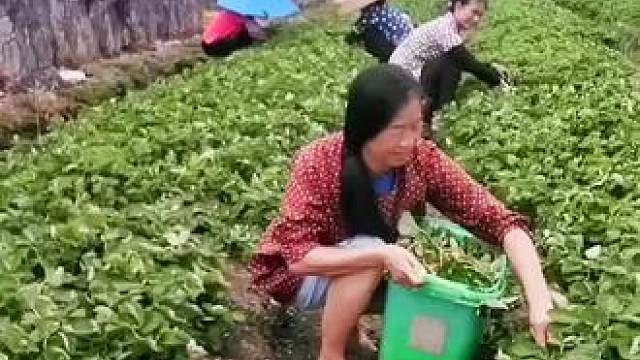 山卡卡里的农村大姐学费了开直播每天收获满满满您还在恐播怕播不敢开播开播了不知说什么吗#记录真实生活 