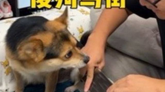 主人当狗狗面磨刀，狗狗紧张地嗷嗷大叫，魂儿都吓没了 #狗狗 #萌宠出道计划 #萌宠