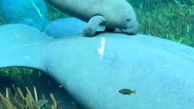 海牛在水底觅食 #国外视频分享 #奇妙的动物 #野生动物零距离