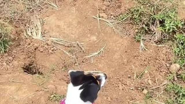 老表们，你来形容一下它的味道吧…..
划过嘴巴，但还是小时候的感觉 #甜到稍 #乡村味道 #儿时记忆