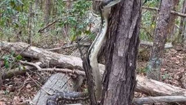 把地毯蟒放归野外 #国外视频分享 #奇妙的动物 #野生动物保护