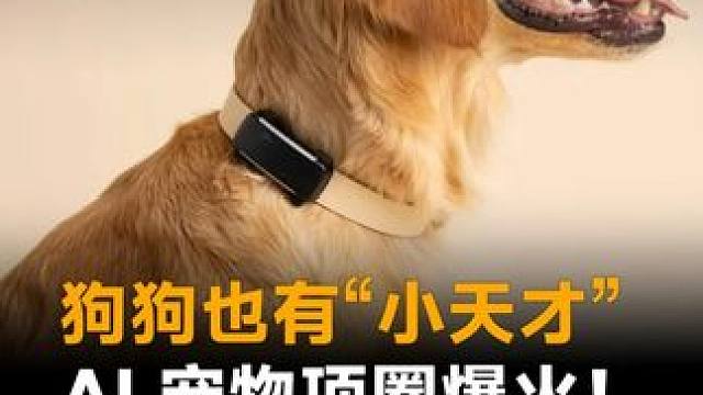 狗狗也有“小天才”，AI宠物项圈爆火！1年狂赚1亿美金！#宠物项圈  #AI宠物项圈  #宠物  #