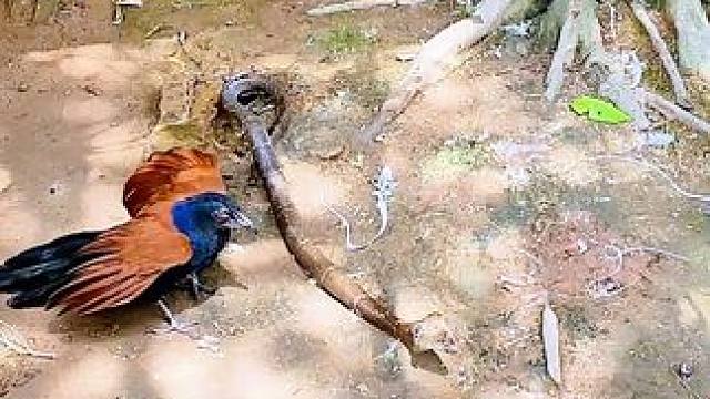 科普红毛鸡如何守护农场 #野生动物保护 #野生动物零距离