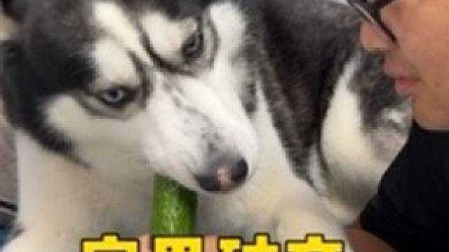 主人告诉狗狗家里破产了，当主人递给它一根黄瓜后，搞笑了 #二哈 #哈士奇 #萌宠出道计划 #神奇动物