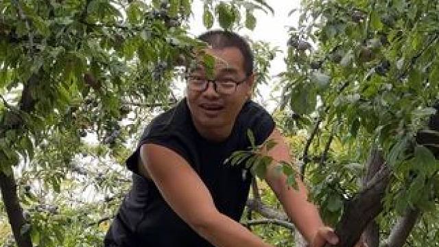 体验摘梅子的一天，边摘边吃太过瘾了 #原创视频 #我的乡村生活 #我的乡村生活 #优质农产品 #新鲜