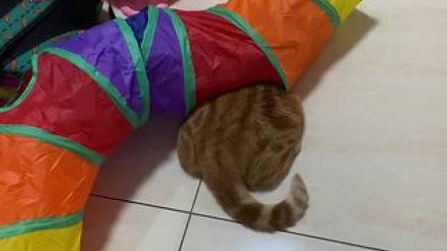 屁股卡在外面也挡不住他的肯定(超大呼噜)#猫咪 #猫咪玩具 #猫咪的迷惑行为 #叉烧