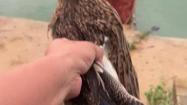 这是一只会潜水的涡轮增鸭#鳄鱼