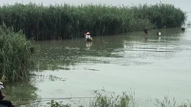 骆马湖一夜之间涨了很多的水，这鱼儿应该好钓了很多，喜欢钓鱼的可以来钓鱼了！#钓鱼 #钓鱼的乐趣只有钓