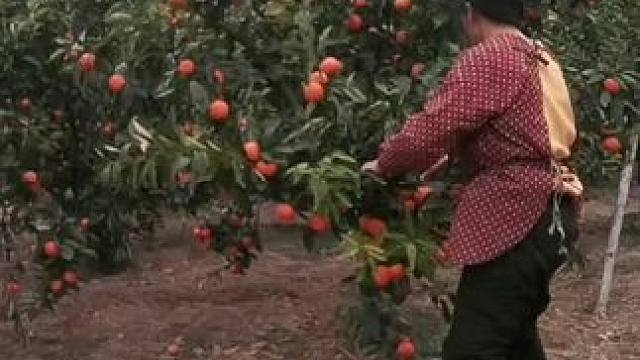 山卡卡里的农村大姐学费了开直播每天收获满满您还在恐播怕播不敢开播开播了不知说什么吗#记录真实生活 #