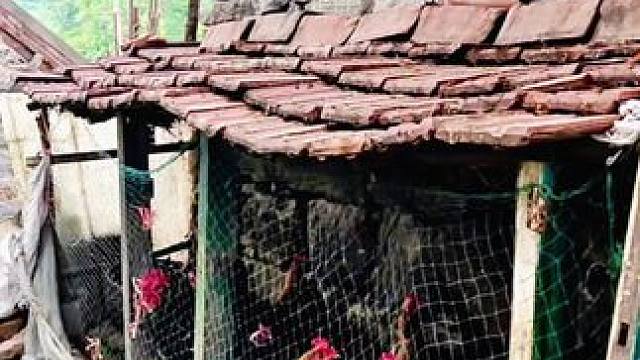 #农村生活 #山村行#大美章丘官庄篇(1225)池凉泉村。柴门半掩晓烟轻，远近高低鸡竟鸣。篱畔黄犬追