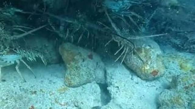 潜入海底捕捉大龙虾 #国外视频分享 #奇妙的动物 #海洋生物