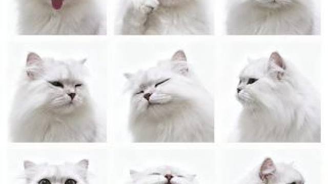 猫猫壁纸来咯#萌到爆炸了 #宠物出道计划 #我的猫咪