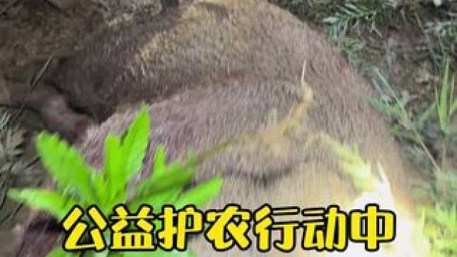 公益护农行动中 父老乡亲们 ，您们说 这二师兄有多重？#三农 #三农流量扶持计划 #公益护农 #公益