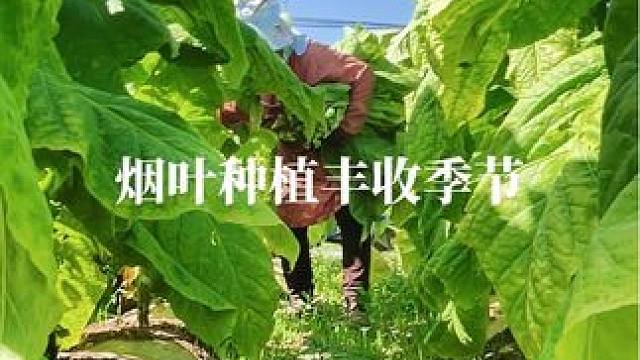 #乡村味道 #丰收的季节 #我的乡村生活 #乡村守护人