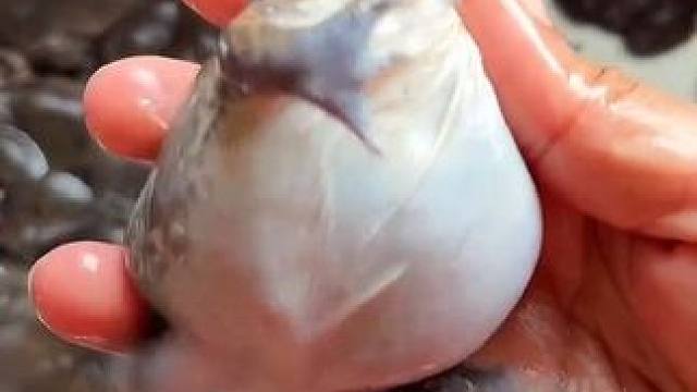 刚洗过澡的蛋蛋蛙 #美食 #泰国美食 #户外美食 #内容启发搜索