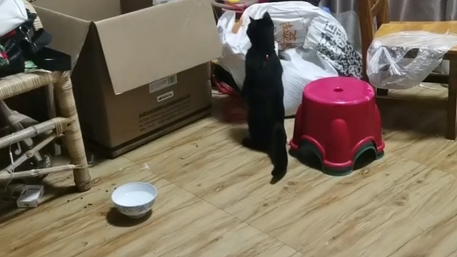 金猪家里快成动物园了