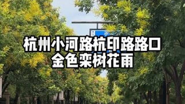 杭州栾树开花，小河路附近特别多，推荐杭印路和小河路路口，不用无人机也很好拍。#城市一角 #杭州