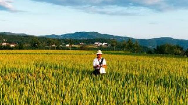广元新荣村的宝子们，家乡的稻子熟了可以回去给父母帮忙收割。#丰收季 #粒粒皆辛苦 #收割 #美丽的田