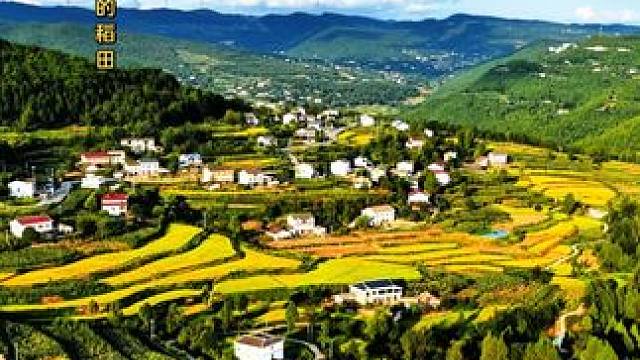 新荣村金灿灿的稻田风光 ，已经藏不住了。#乡村田野 #最美乡村风景 #随心而悦live起来