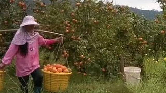 山卡卡里的农村大姐学费了开直播每天收获满满您还在恐播怕播不敢开播开播了不知说什么吗#记录真实生活 #