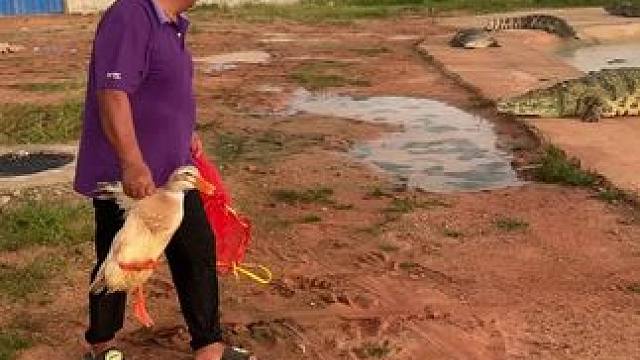 涡轮增鸭油跟不上……