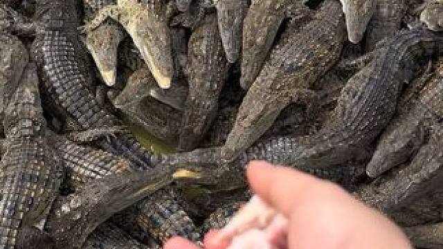 简简单单，又是一餐#非专业人士请勿模仿