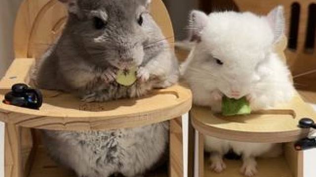 排排坐吃果果 #龙猫 #龙猫吃饭 #沉浸式