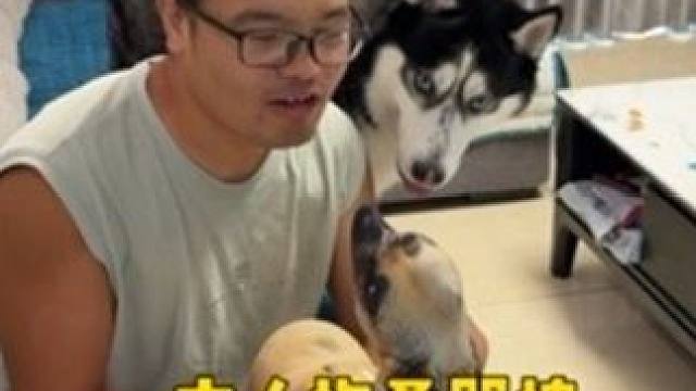 在二哈面前指桑骂槐，二哈会是啥反应？大家看完千万别笑 #二哈 #哈士奇 #宠物的迷惑行为 #神奇动物