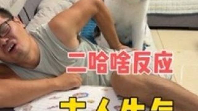 假如主人生气不搭理狗狗，狗狗会是啥反应？大家看完千万别笑 #二哈 #哈士奇 #萌宠出道计划 #神奇动