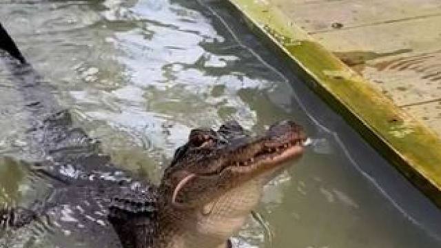 小鳄鱼吃大餐 #国外视频分享 #奇妙的动物 #鳄鱼