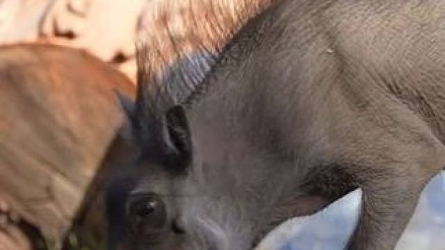 草原网红疣猪蓬蓬发型真飘逸 #国外视频分享 #奇妙的动物 #野生动物