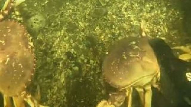 潜入海底捕捉螃蟹 #国外视频分享 #海洋生物 #潜水