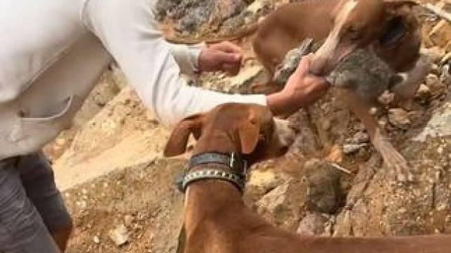 国外小伙狩猎野兔 #国外合法狩猎 #奇妙的动物 #猎狗