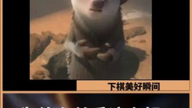 爱你哈吉龙，给我D开心了