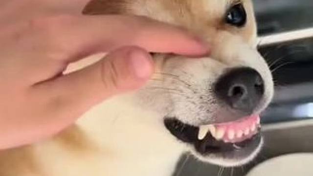 养狗人养魔障了 好像是疯了#养狗人 #萌宠出道计划 #柴犬咬人