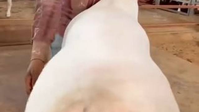 这是谁的屁股？ #科普 #涨知识 #动物
