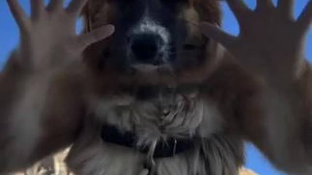 钻石太好玩了哈哈哈哈 #AI一键抠嘴赛马  #钻石 #动物的迷惑行为 #可爱萌宠