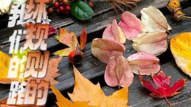 只能说破坏规则的人连带着把我们的路都走窄了啊#捡秋 #秦岭 #大自然 #无语 #冷知识