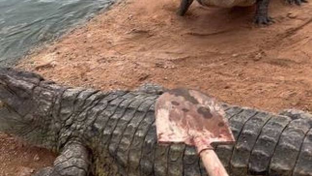 害怕我就对了，因为我有铁锹#非专业人士请勿模仿