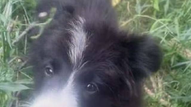 小朋友快看这个小狗狗太吓人了快来看看怎么回事#奥特曼玩具 #小狗 #儿童乐趣