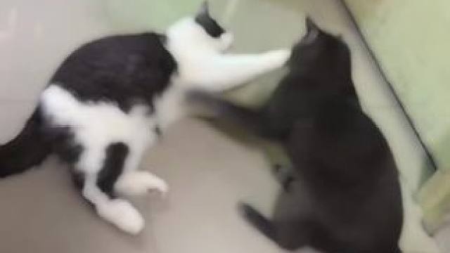 #萌宠出道计划 #铲屎官的乐趣 #毛孩子可以治愈一切烦恼 #小奶猫的成长日记 #日常分享