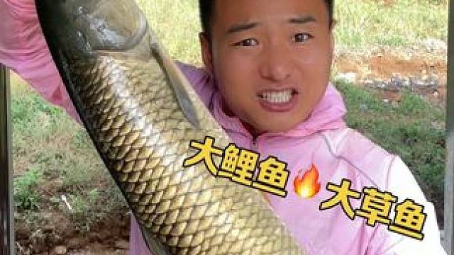 野钓如何才能钓到大鲤鱼和大草鱼？#钓鱼 #户外钓鱼 #荒野垂钓  #钓鱼人 #野钓