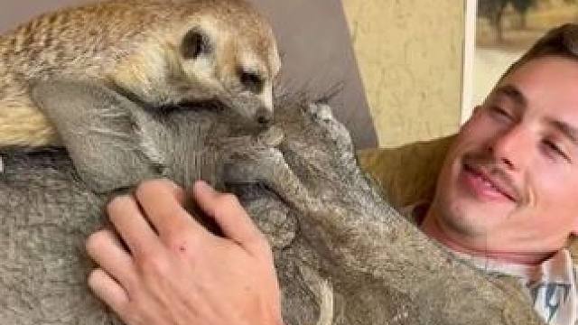 国外小伙的宠物疣猪蓬蓬和丁满 #国外视频分享 #奇妙的动物 #宠物