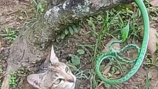 猫咪喜欢玩绳子 #国外视频分享 #奇妙的动物 #宠物